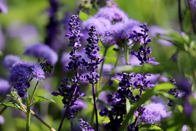 Ananas-Salbei — Salvia elegans