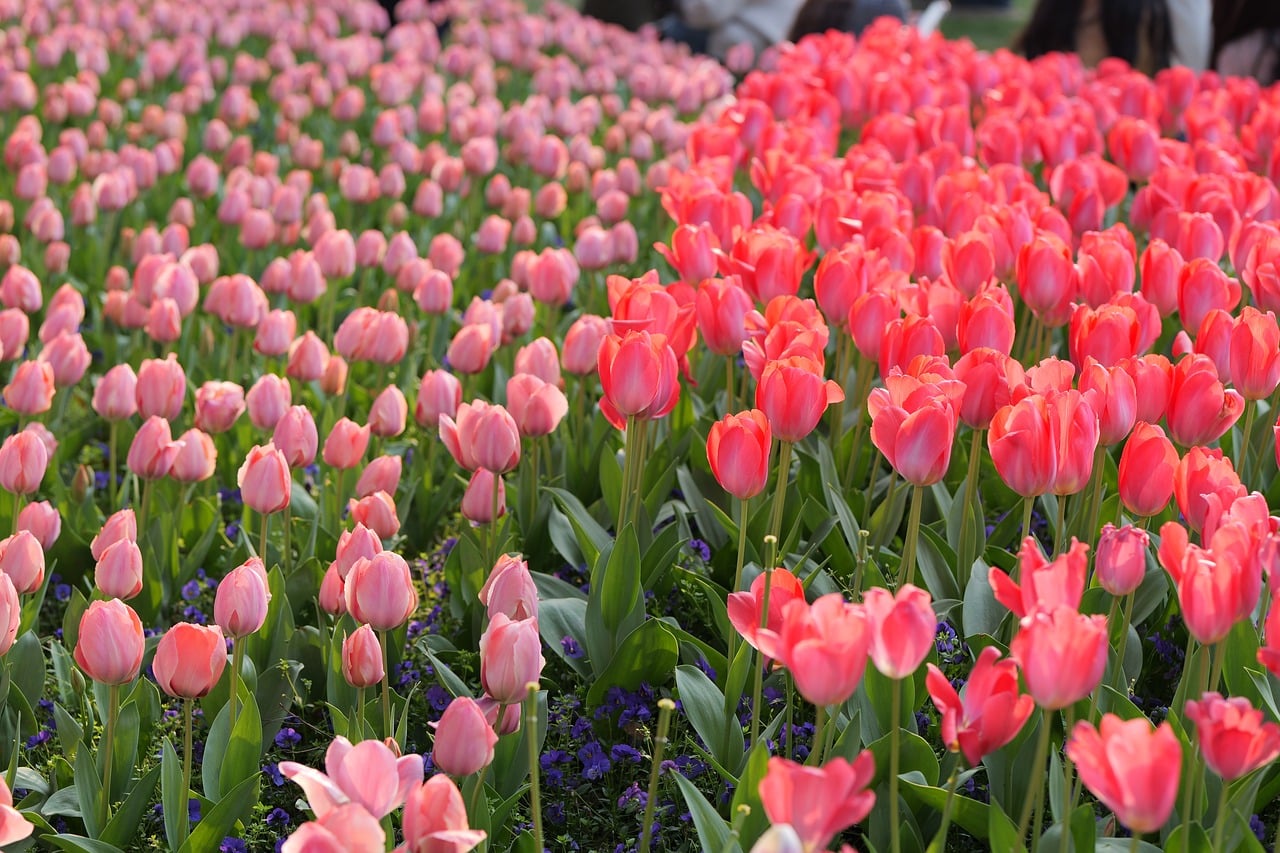 Aprikosen-Tulpe