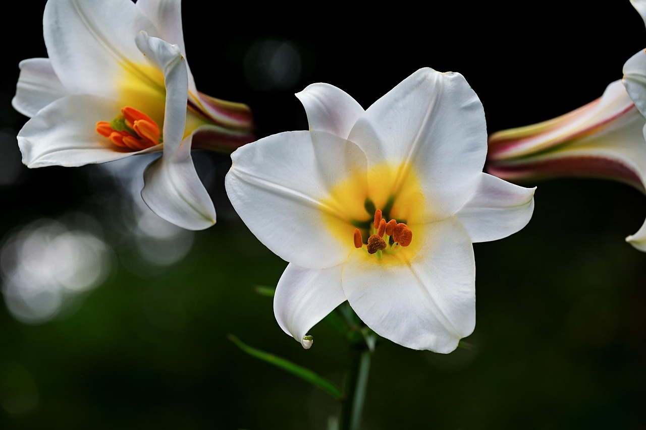 Asiatische Hybridlilie