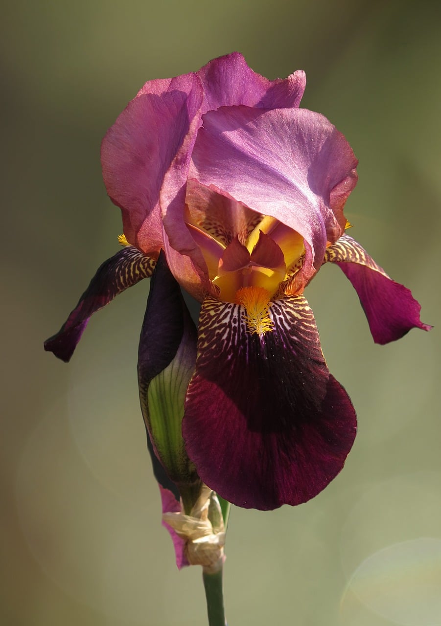 Bärtige Iris — Iris barbata 'Pallida'