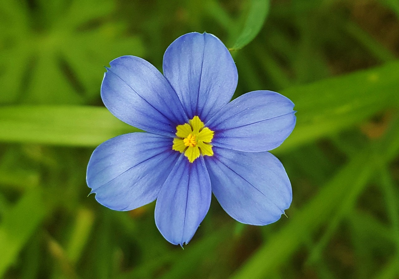 Blauäugiges Gras