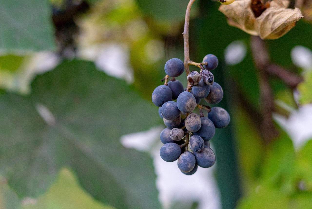Blaue Blaustern-Staude