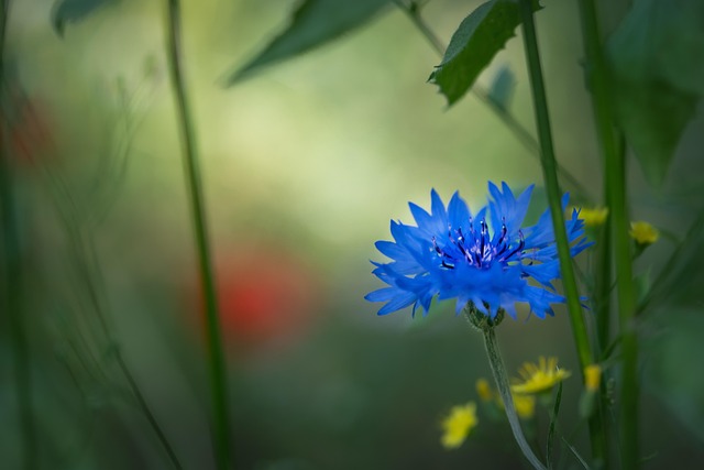 Blaue Kornblume