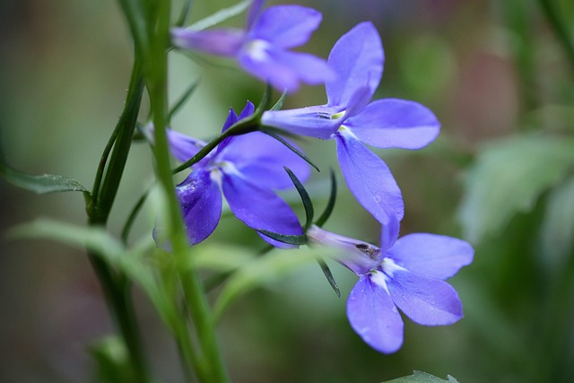 Blaue Lobelie
