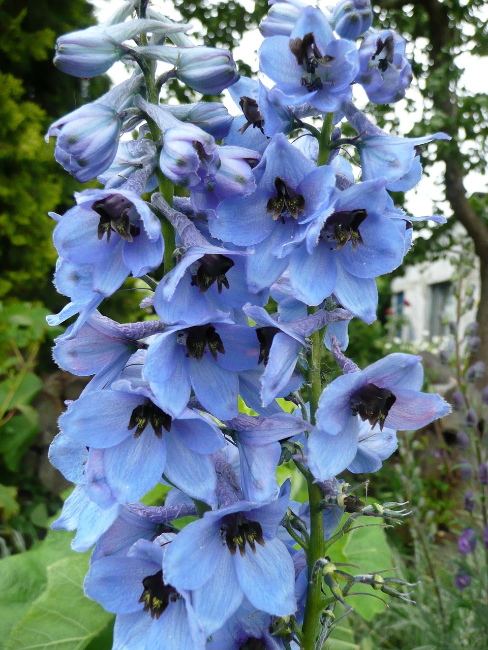 Blauer Rittersporn