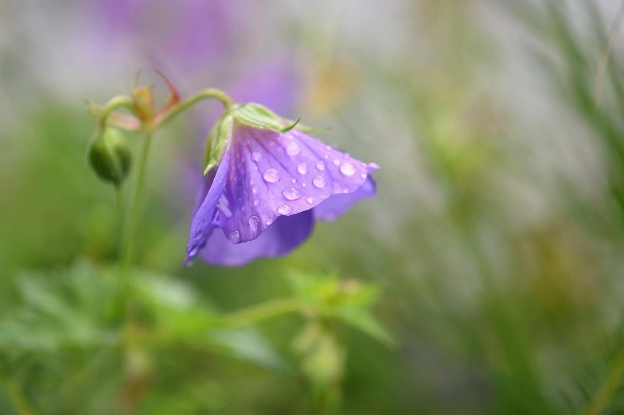 Blauer Storchschnabel — Geranium x magnificum