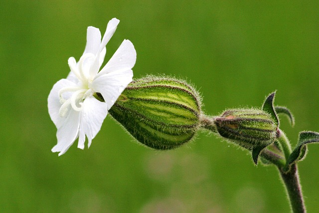 Blaues Pfeilkraut