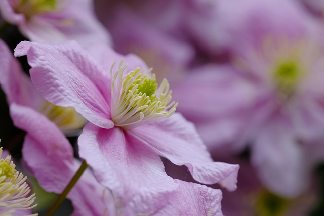 Blauviolette Waldrebe — Clematis x durandii