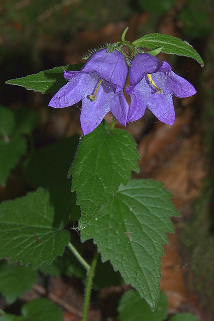 Breitblättrige Glockenblume