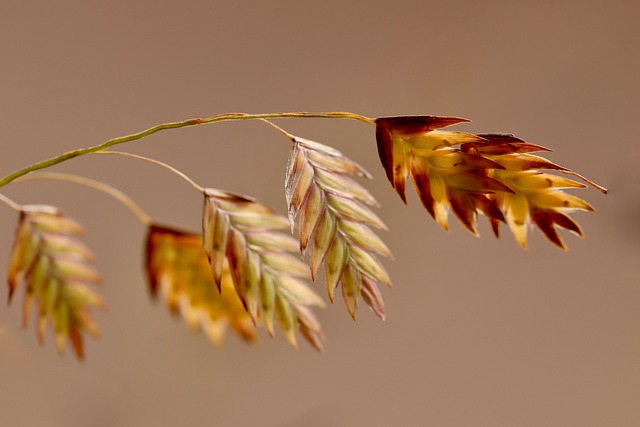 Breitsähren-Waldgras — Chasmanthium latifolium