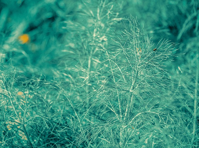 Bronzefenchel — Foeniculum vulgare 'Purpureum'