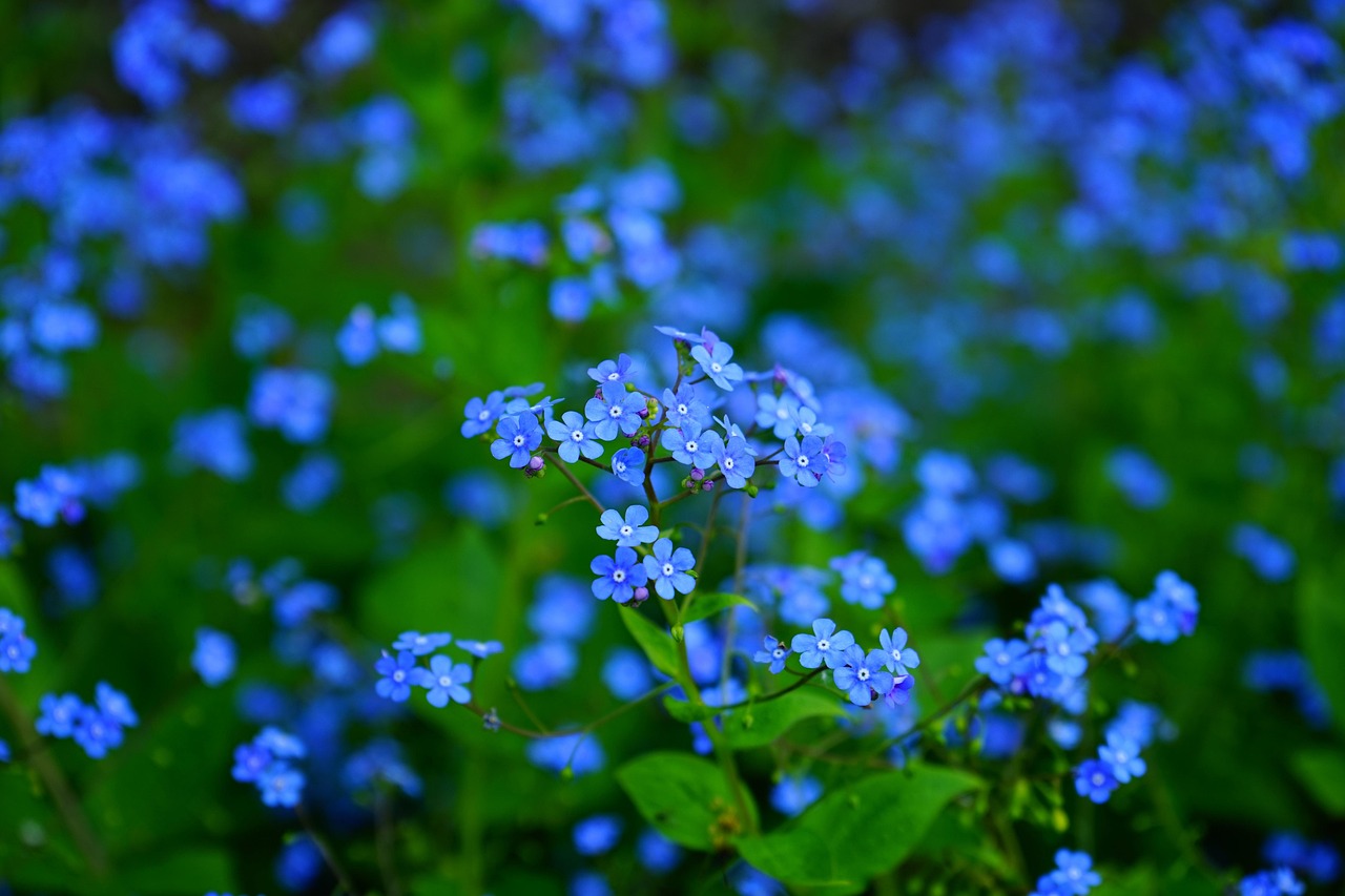 Brunnera Variegata