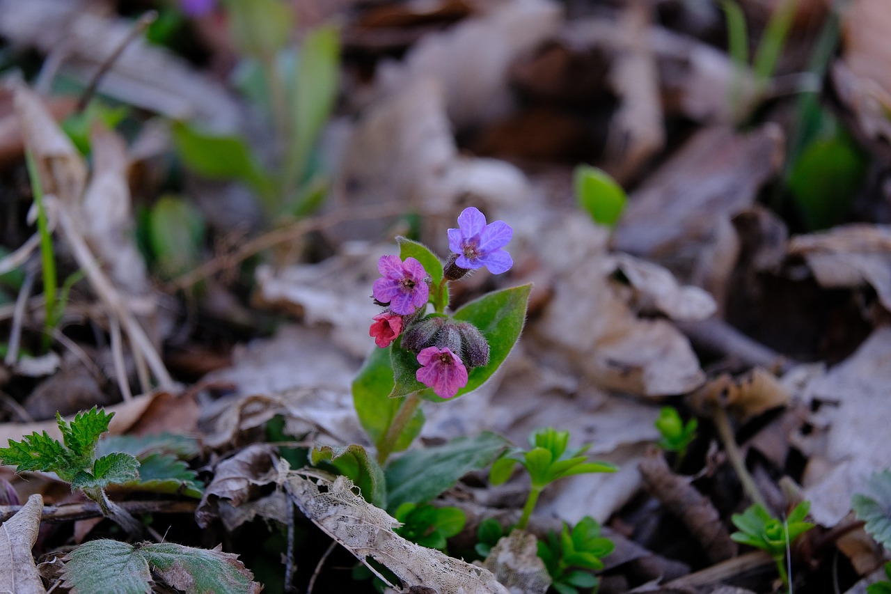 Buntblatt-Lungenkraut — Pulmonaria 'Opal'