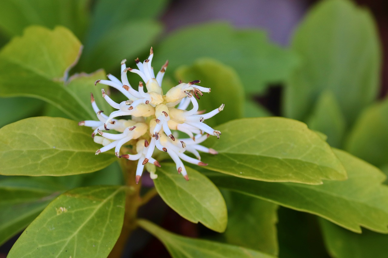 Buntblatt-Pachysandra — Pachysandra terminalis 'Variegata'