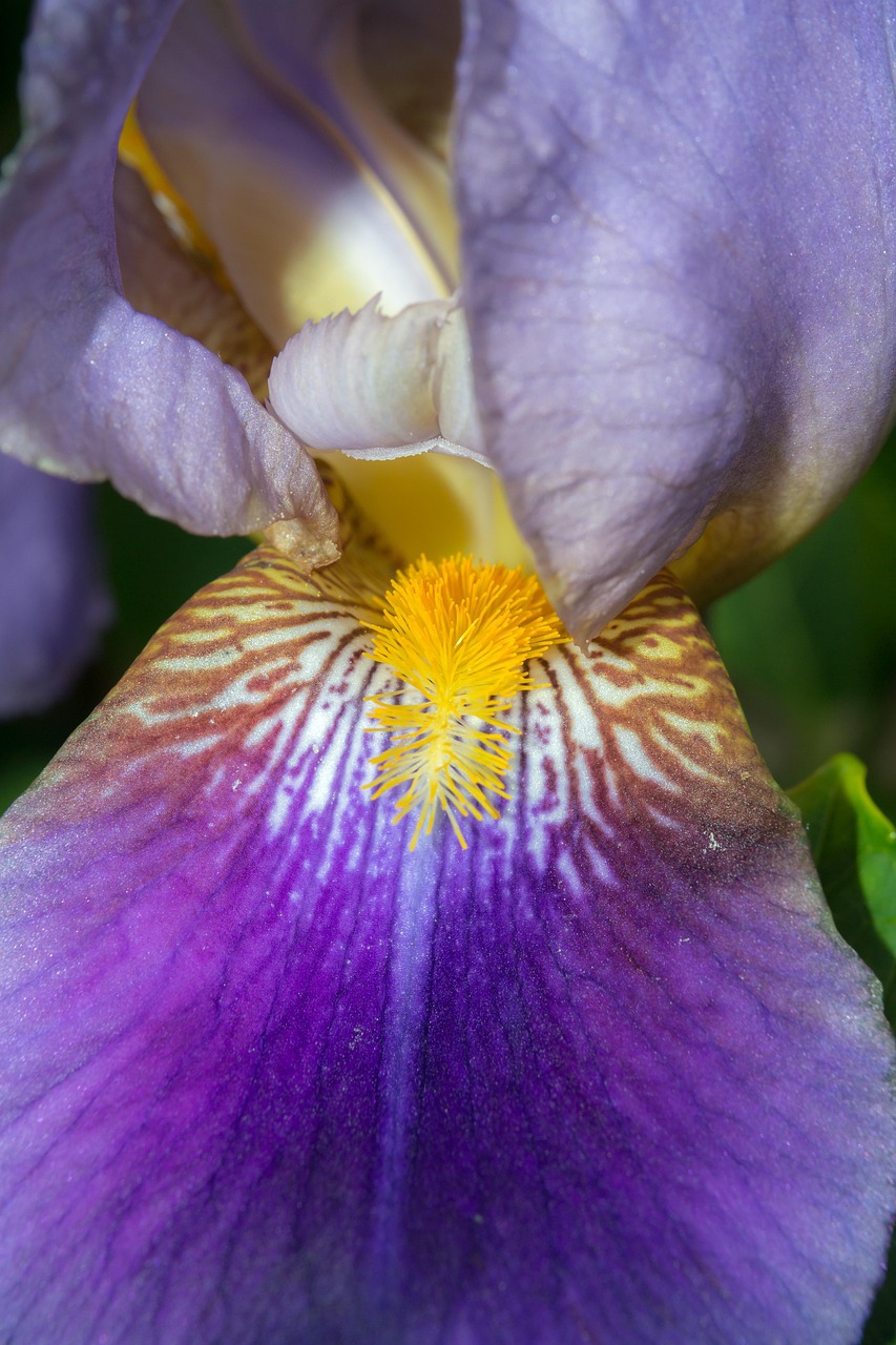 Bunte Schwertlilie — Iris versicolor