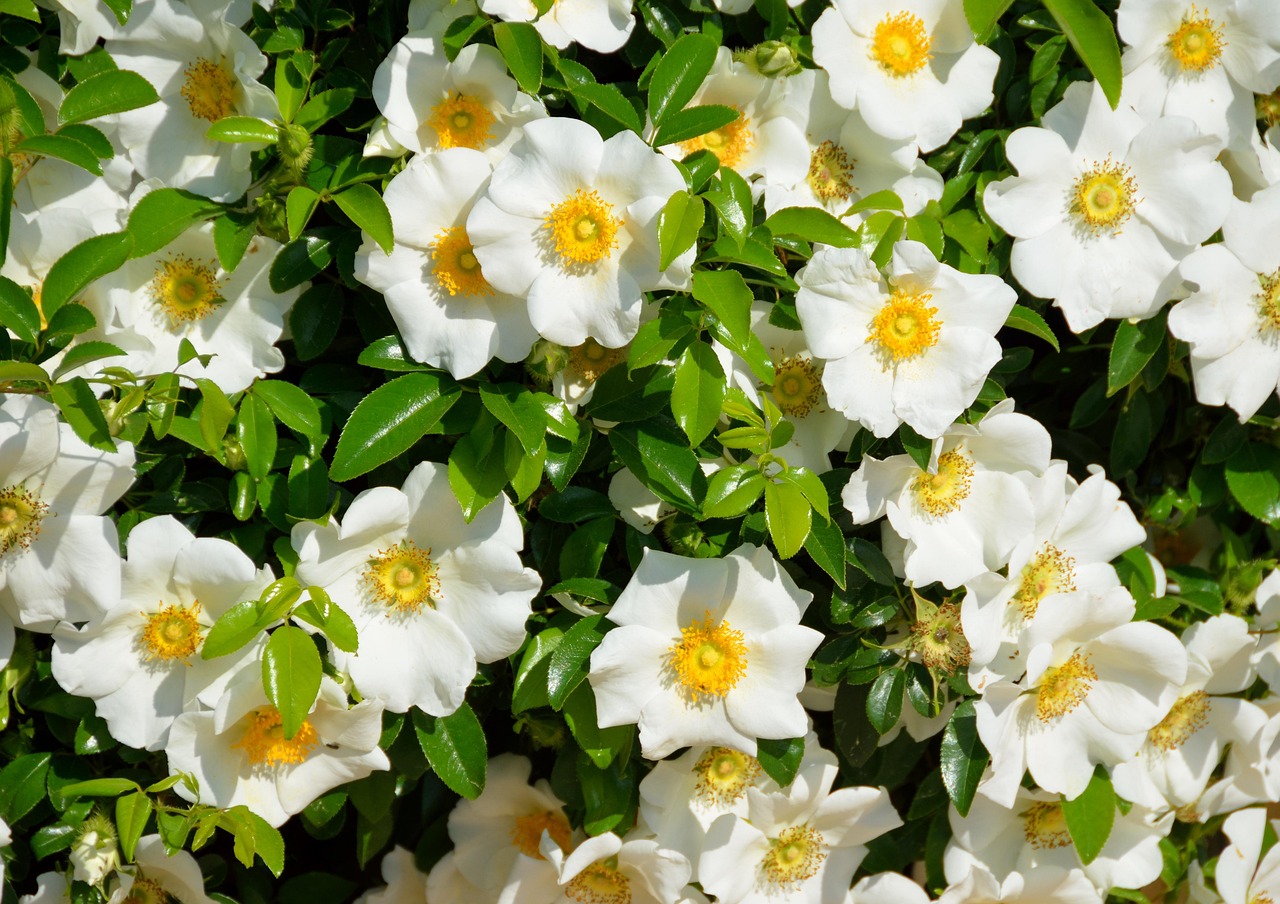 Chinesischer Lerchensporn — Corydalis flexuosa