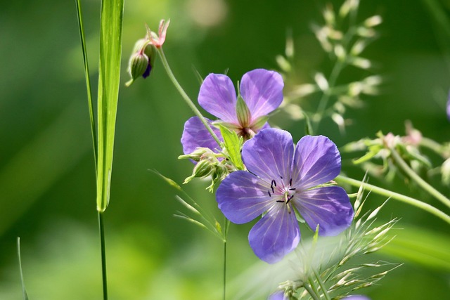 Dunkelvioletter Storchschnabel — Geranium x 'Rozanne'