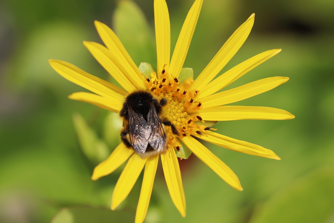 Durchwachsene Becherpflanze — Silphium perfoliatum