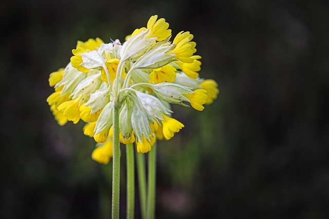 Echte Schlüsselblume