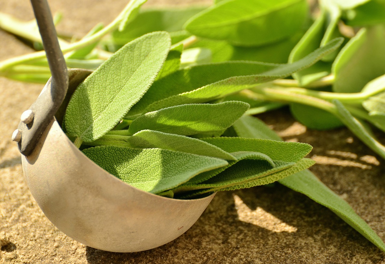 Echter Salbei — Salvia officinalis