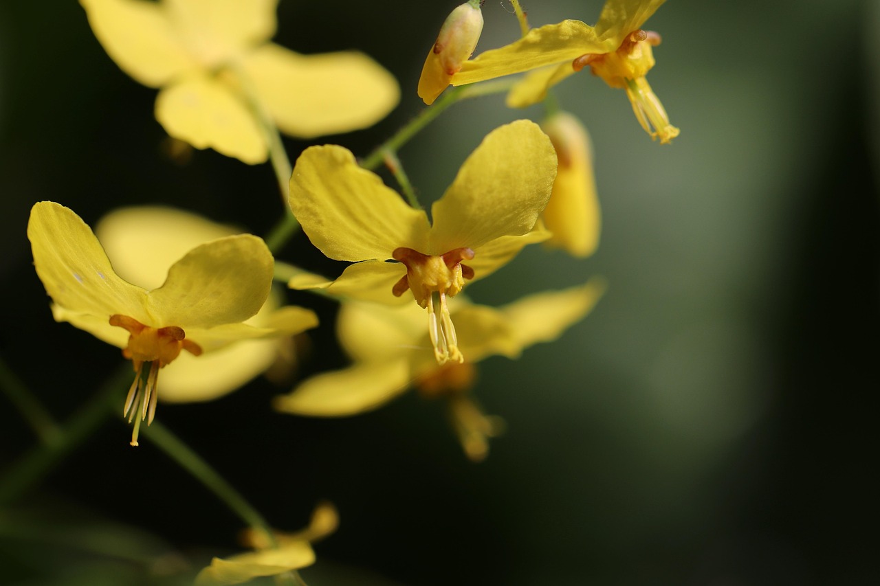 Elfenblume Amber Queen — Epimedium x versicolor 'Amber Queen'