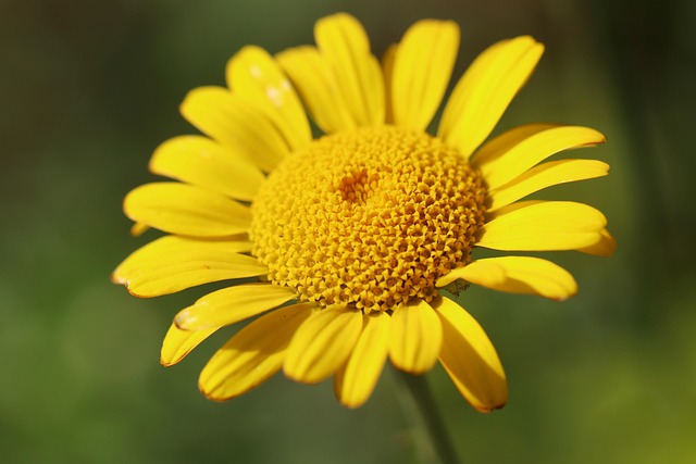 Färber-Hundskamille — Anthemis tinctoria