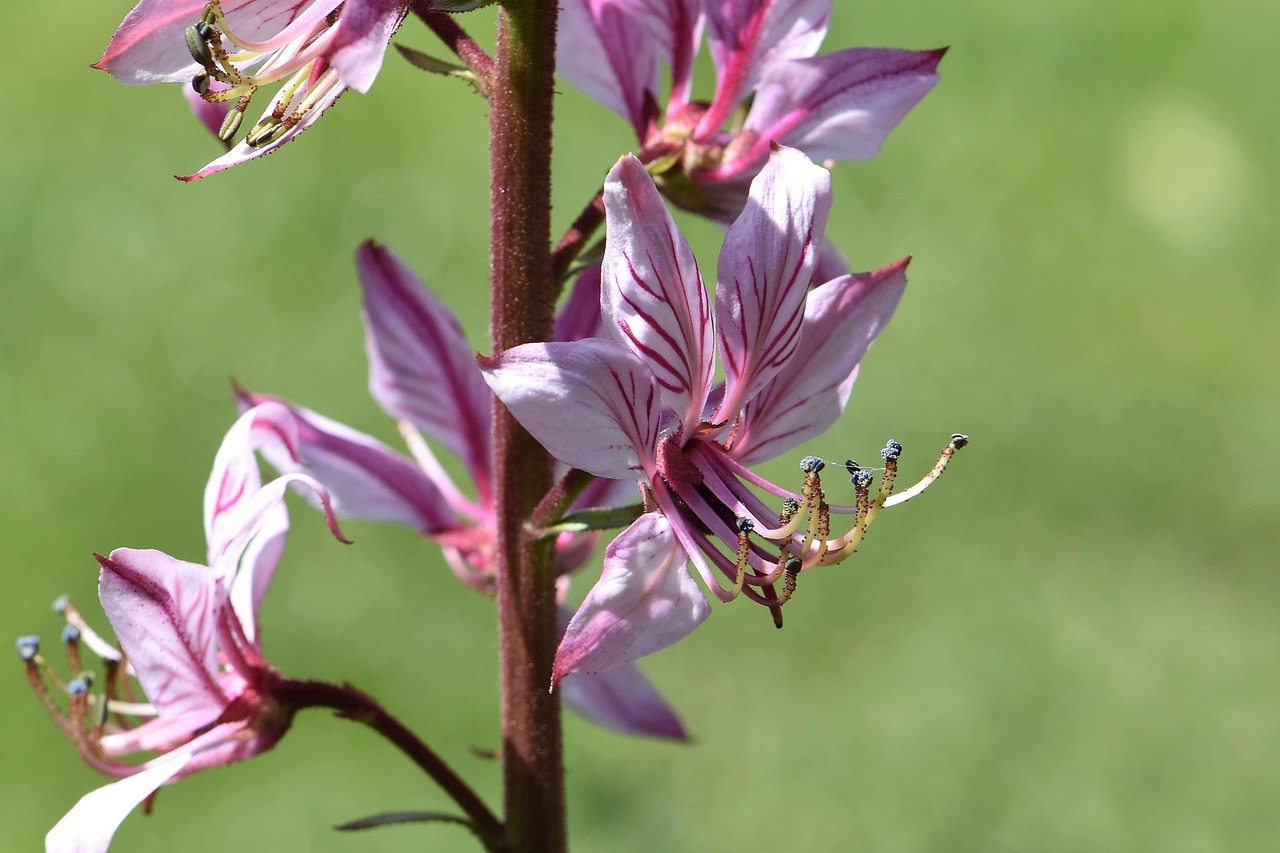 Falscher Diptam — Ballota pseudodictamnus