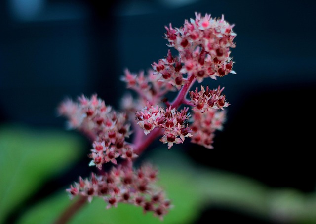 Fingerblättriges Schaublatt