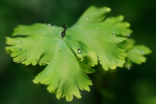 Frauenhaarfarn — Adiantum venustum