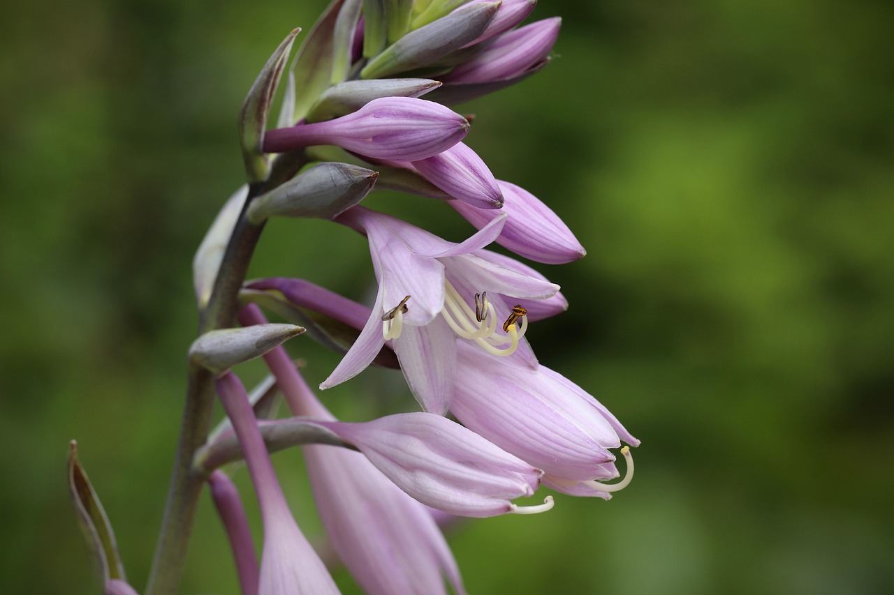 Funkie June — Hosta 'June'