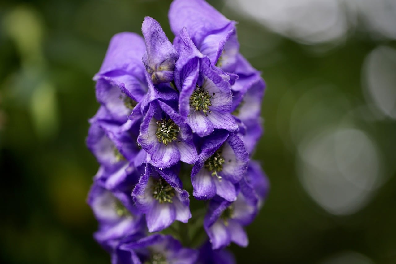 Garten-Eisenhut