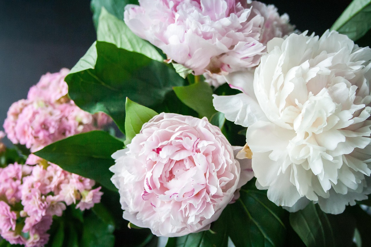 Garten-Pfingstrose — Paeonia officinalis