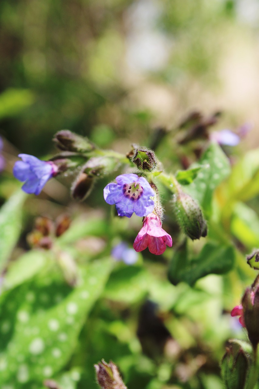 Geflecktes Lungenkraut — Pulmonaria saccharata