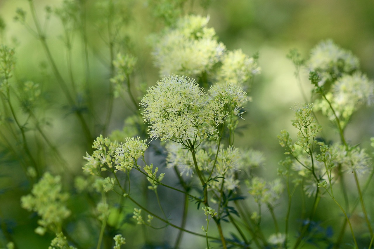 Gelbe Wiesenraute — Thalictrum flavum