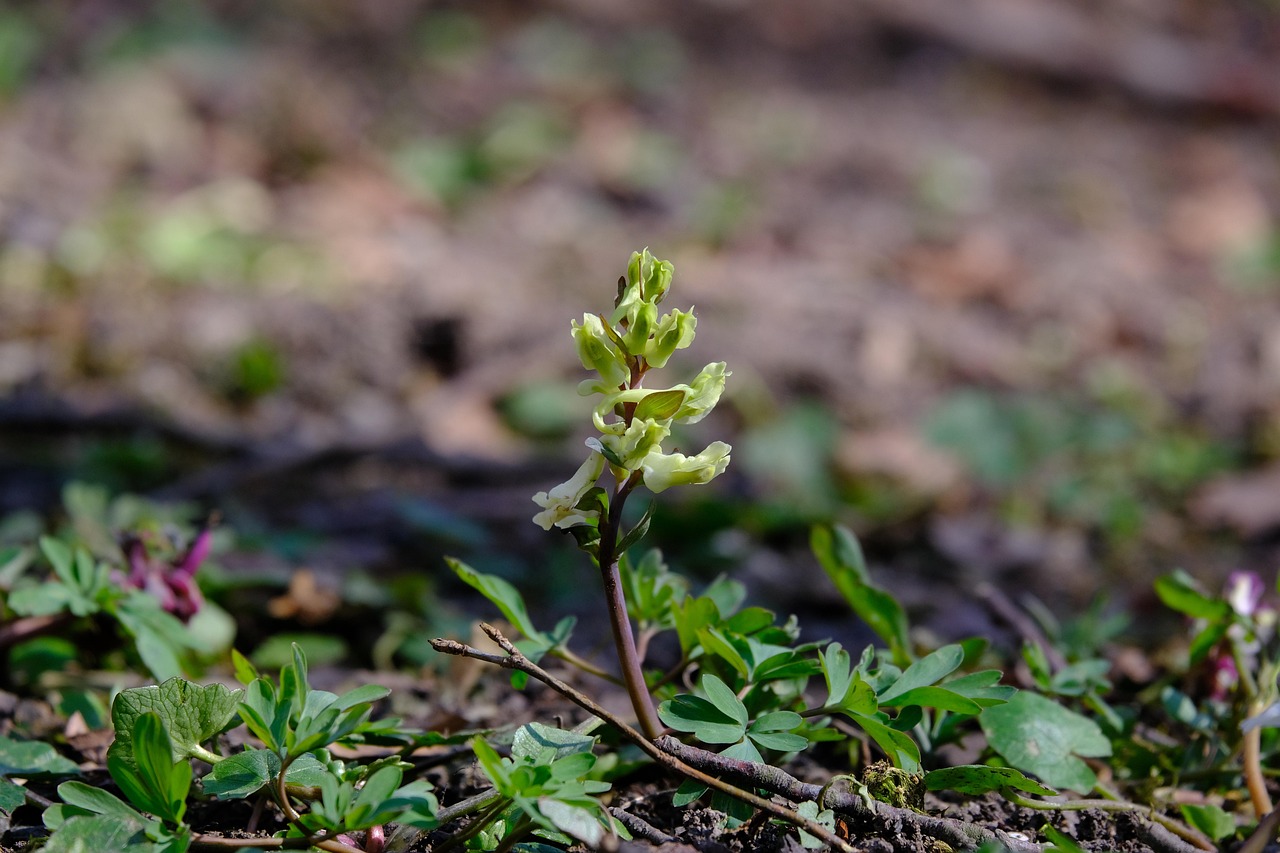 Gelber Lerchensporn