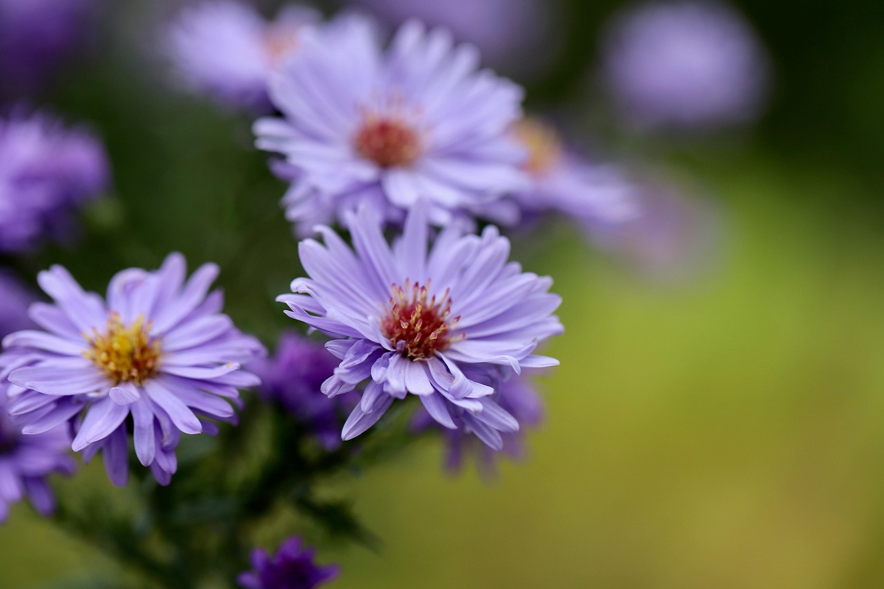 Glattblatt-Aster