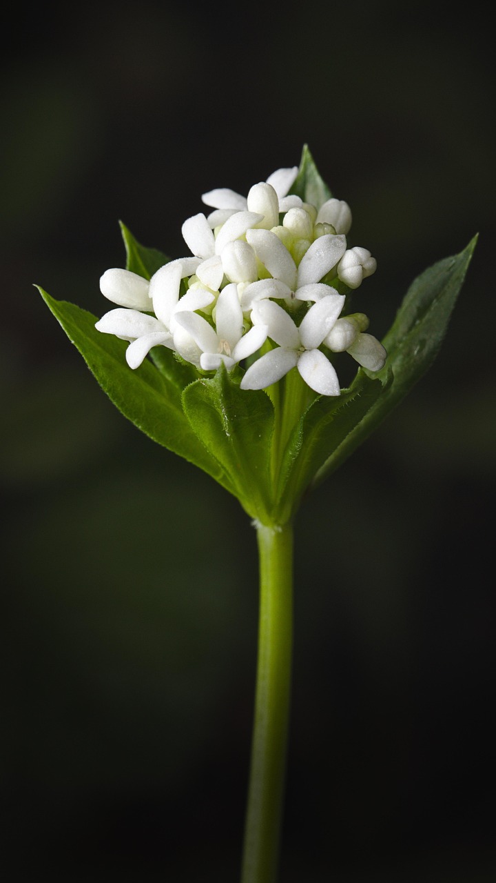 Goldbeere Waldmeister