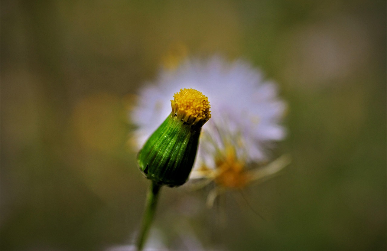 Goldenes Greiskraut — Packera aurea