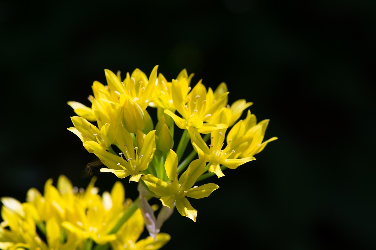 Goldlauch — Allium moly
