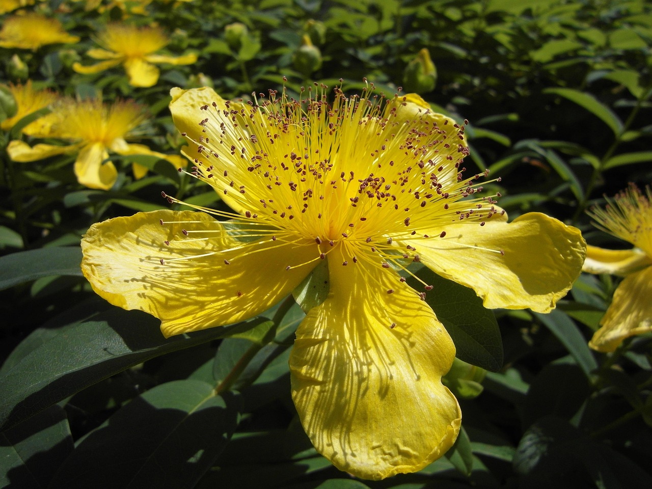 Großkelchiges Johanniskraut — Hypericum calycinum