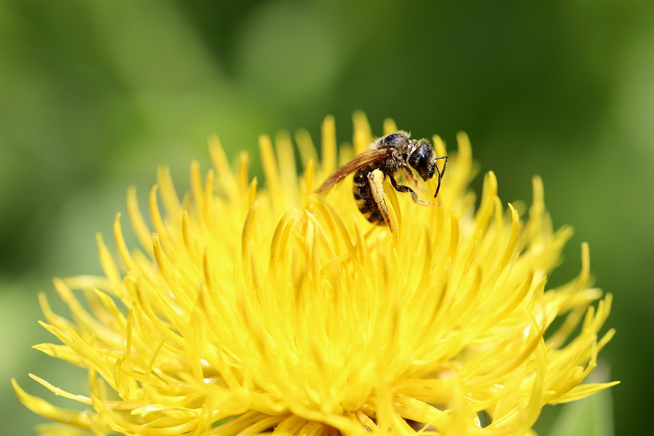 Großköpfige Flockenblume — Centaurea macrocephala