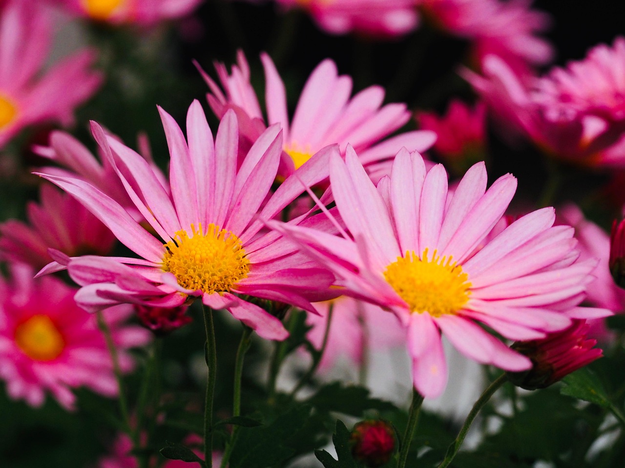 Herbst-Chrysantheme