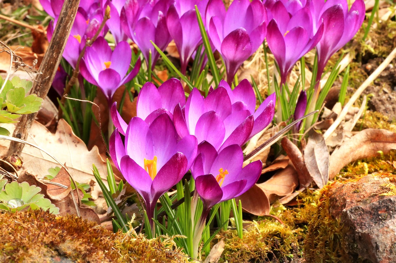 Herbst-Krokus