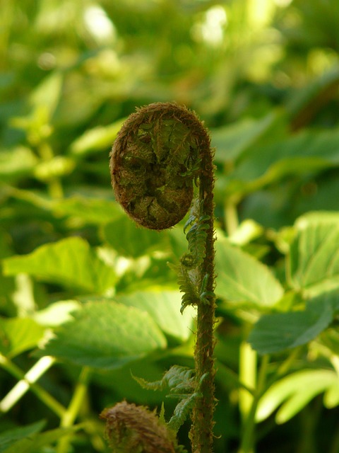 Herbst-Wurmfarn