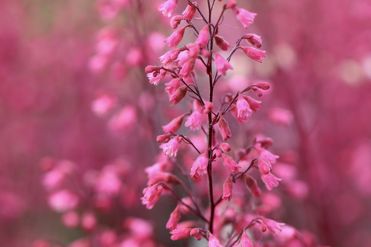 Heuchera Fire Alarm — Heuchera 'Fire Alarm'