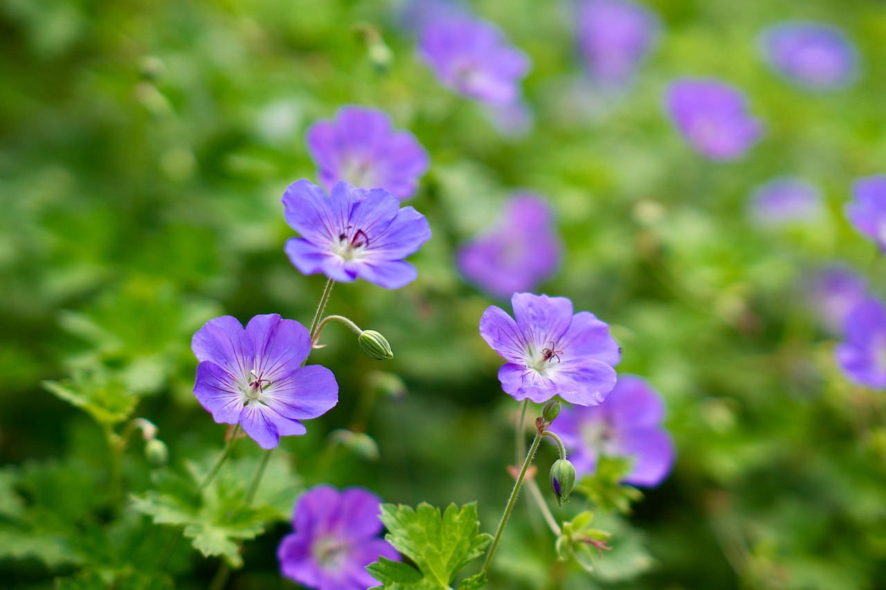 Himalaya-Storchschnabel — Geranium himalayense