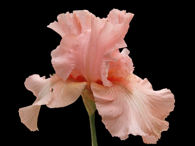 Hohe Bart-Iris