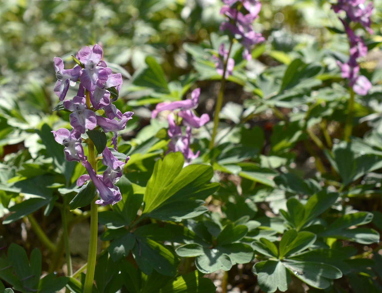 Hohler Lerchensporn — Corydalis cava