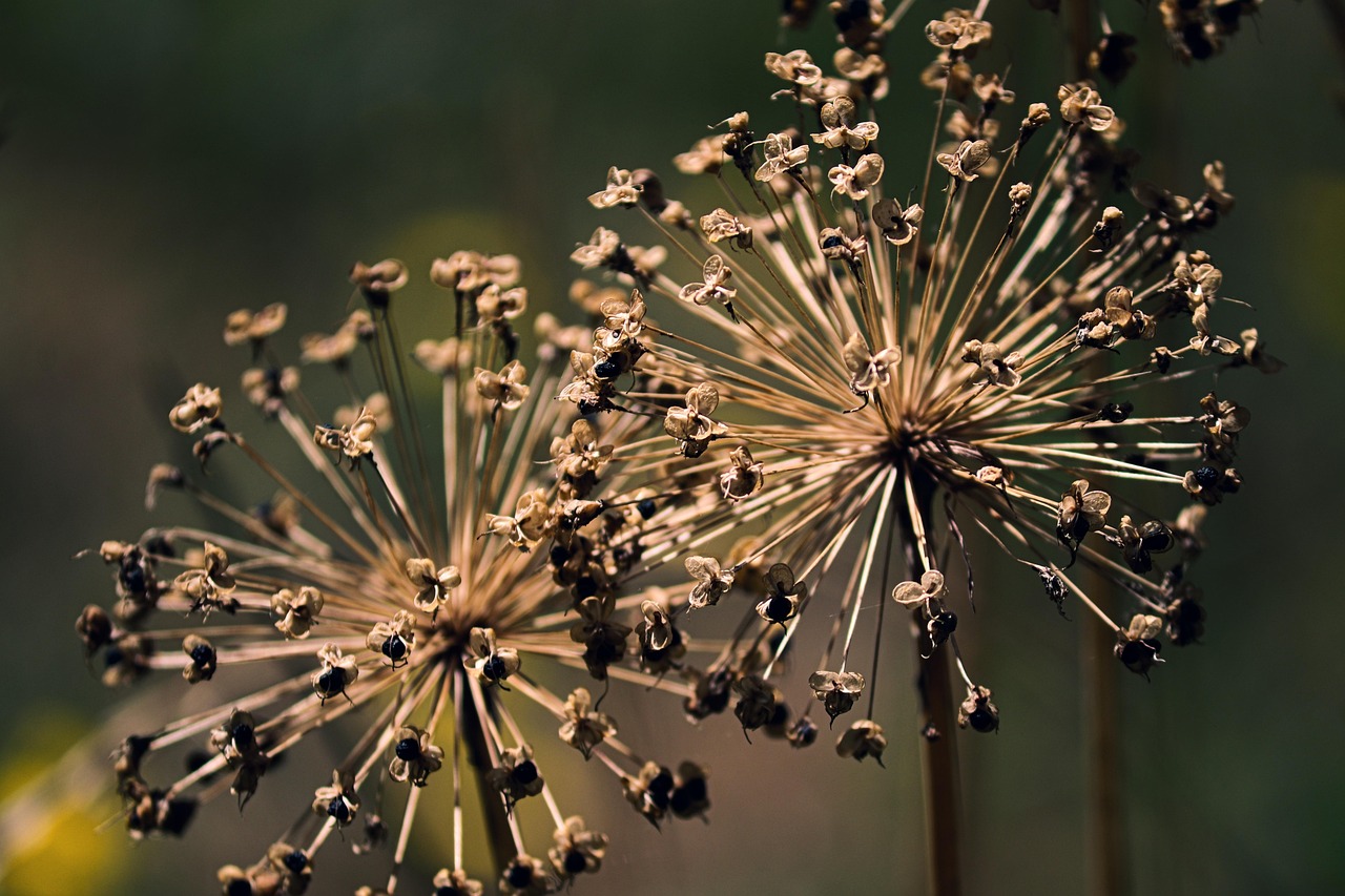 Holländischer Zierlauch — Allium hollandicum