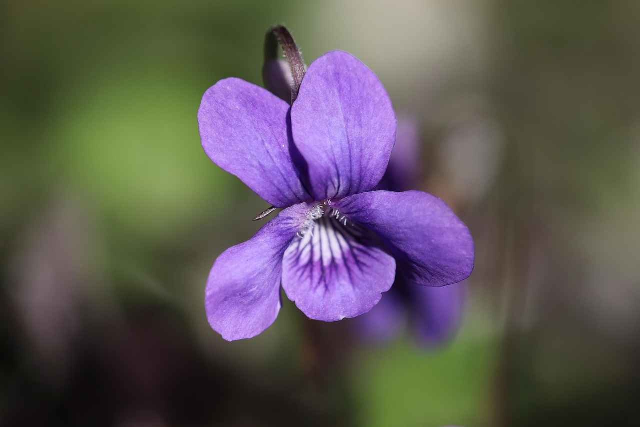 Horn-Veilchen — Viola cornuta